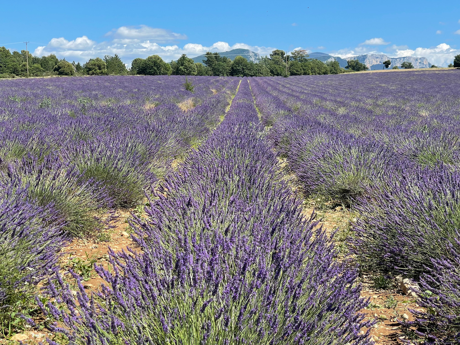 Photo of lavender fields in the south of France, taken by Khadijah in July 2023. Blue sky, low clouds, hills, trees, and rows of lavender.